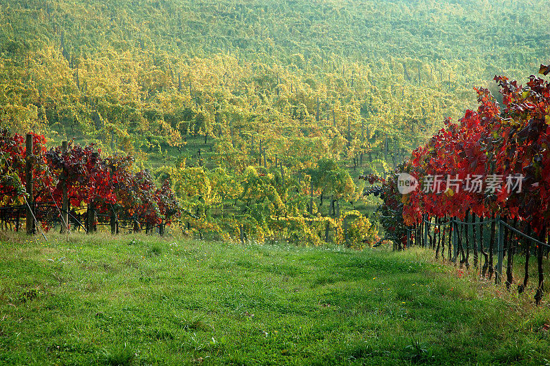 秋天的葡萄在田间- 2